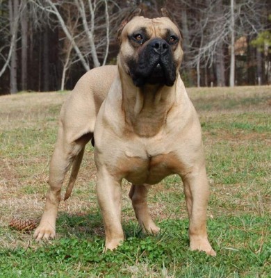 Asociación aprueba 4 nuevas razas de perros