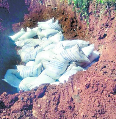 Honduras: Senasa confirma que frijol de Etiopía entró en buen estado