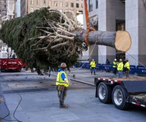 ARCHIVO - En esta foto de archivo del 14 de noviembre de 2020, trabajadores instalan un abeto noruego en el Rockefeller Center de Nueva York que será el tradicional árbol de Navidad de este año. La ceremonia de encendido el miércoles 2 de diciembre de 2020 estará sujeta a normas estrictas impuestas por la pandemia de coronavirus. (AP Foto/Craig Ruttle, File)