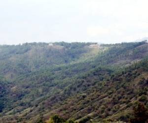 Los bosques periféricos de Tegucigalpa lucen descombrados debido a la tala, quemas y el gorgojo. Foto: Jimmy Argueta / EL HERALDO.