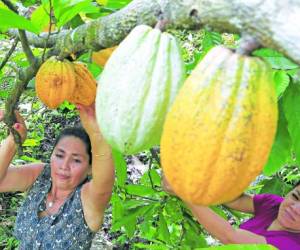 En Honduras, el cacao se produce de manera orgánica, es decir que no lleva productos químicos, esto ayuda a mantener la calidad del producto y es una de las razones por las que los exportadores prefieren comprar el cacao hondureño y de Costa Rica.