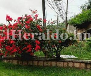 El cuerpo tenía señas de haber sido estrangulada ya que apareció con las manos atadas (Foto: Estalin Irías/ElHeraldo).