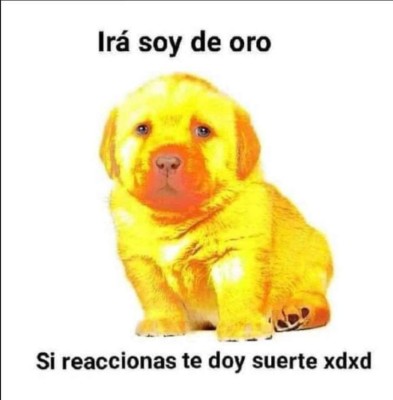 Los divertidos memes del perrito que han causado furor en Facebook