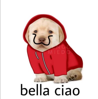 Los divertidos memes del perrito que han causado furor en Facebook