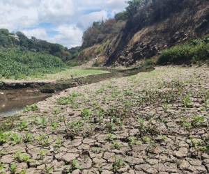 Entre tierra agrietada, sedimentos y maleza apenas sobrevive un pequeño hilo de agua, en momentos en que Los Laureles y La Concepción se acercan a sus niveles críticos.