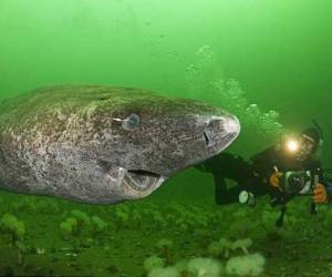 El tiburón de Groenlandia es además el pez más grande divisado en aguas del Ártico y tarda al menos 150 años en alcanzar la madurez sexual, explica la investigación