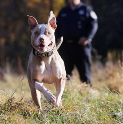 Una pit bull policía desafía estereotipos sobre su raza