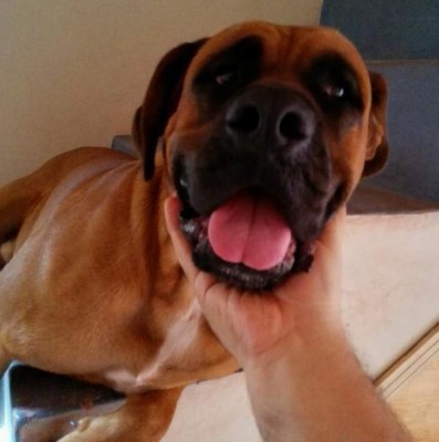 Día Mundial del Perro