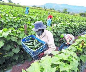 Los expertos en meteorología indican que se avizora un invierno normal que favorecerá la producción en el campo.