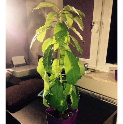 Mira lo que ocurre si clavas cuatro palillos en la semilla de un aguacate ¡Te encantará!