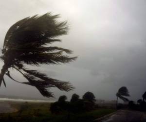 Palm trees ya soportaba los fuertes vientos de Irma al rozar el estrecho de Florida donde tomará más fuerza. (Foto: AP/ El Heraldo Honduras, Noticias de Honduras)
