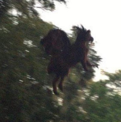 Reaparece el terrible Diablo de Jersey