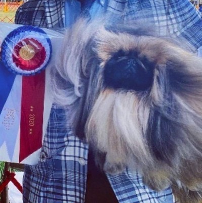 Wasabi, el pequinés que ganó el concurso canino Westminster al 'Mejor show”