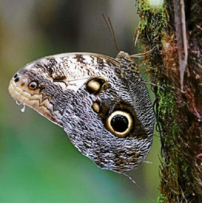 Un viaje al mundo de las mariposas