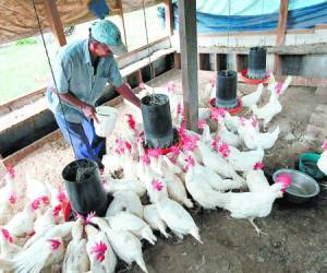 En Honduras se producen entre 340 y 350 millones de libras de carne de pollo cada año.