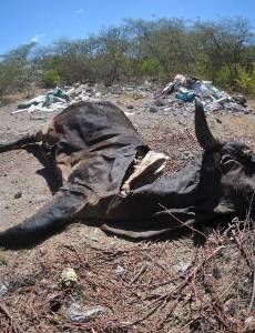 Las vacas aparecen muertas en los potreros, incapaces de resistir la sed y el hambre provocadas por la sequía.