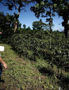 Los productores de café ven con preocupación que muchos están dejando esa actividad debido a que ya no es rentable.