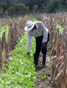Jorge Pérez, un trabajador del Valle de Jamastrán, ve con preocupación como cada año los productores abandonan sus parcelas de cultivo debido a la falta de agua y de apoyo técnico gubernamental.