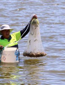 Las reducción de la exportación de camarón de Honduras a Taiwán, ha dejado millones en pérdidas a los productores.