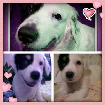 Los caninos de nuestros lectores