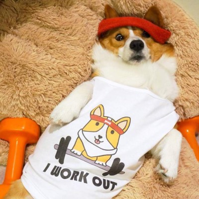 Loki , 'el perro comediante” encanta con sus graciosas publicaciones