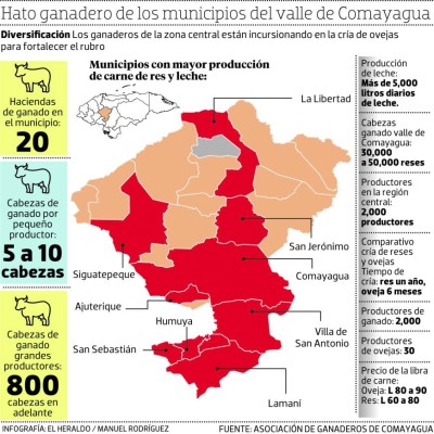 Ganaderos de Comayagua se dedican a críar ovejas