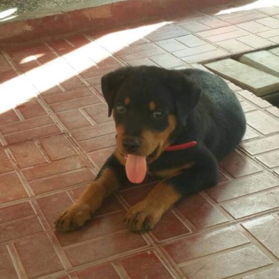 Los caninos de nuestros lectores