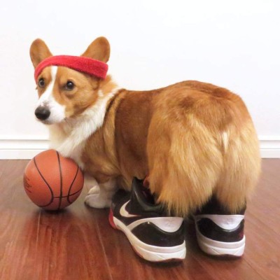 Loki , 'el perro comediante” encanta con sus graciosas publicaciones