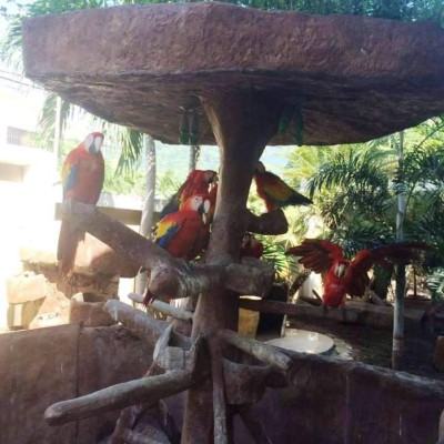 Honduras: Un zoológico fue hallado en mansión de San Pedro Sula