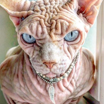 Así es 'Xherdan”, el gato más arrugado y aterrador que se viralizó en internet
