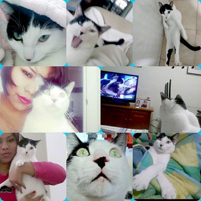 Así celebran hondureños el Día del Gato