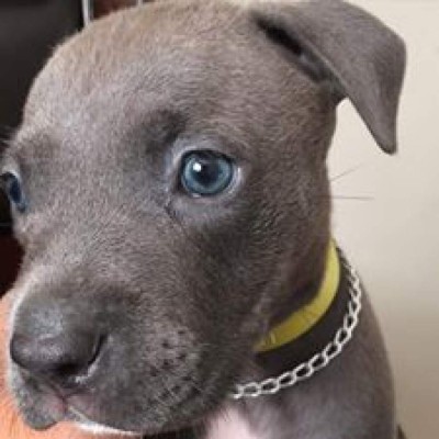 Los caninos de nuestros lectores