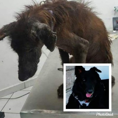 'Día mundial del Perro', lectores nos comparten imágenes de sus canes