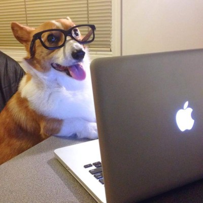 Loki , 'el perro comediante” encanta con sus graciosas publicaciones