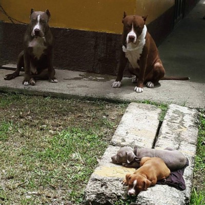 Los caninos de nuestros lectores