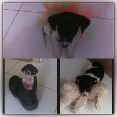 Día Mundial del Perro