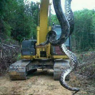 Circula en las redes foto de serpiente gigante que habría sido hallada en Honduras