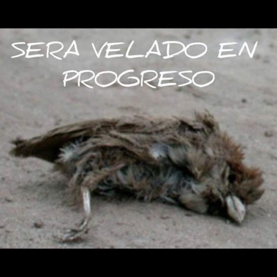 ¡Llegaron los imperdibles memes!