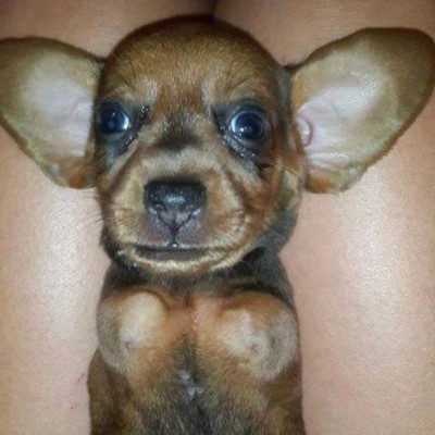 Perrito de dos patas