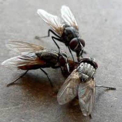 Métodos caseros para matar las moscas en casa