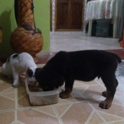 Los caninos de nuestros lectores