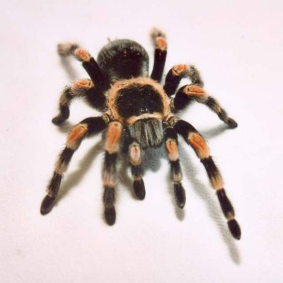 Tarántula impide el despegue de un avión