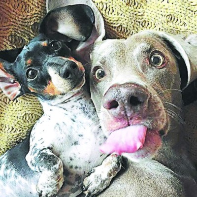 Los mejores chistes de la semana