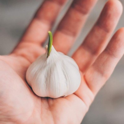 Combate, reduce y relaja: ¿cuáles son los beneficios de consumir ajo crudo?