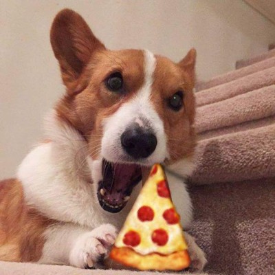 Loki , 'el perro comediante” encanta con sus graciosas publicaciones