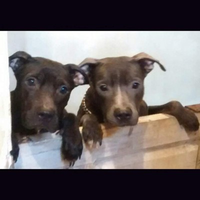 Los caninos de nuestros lectores