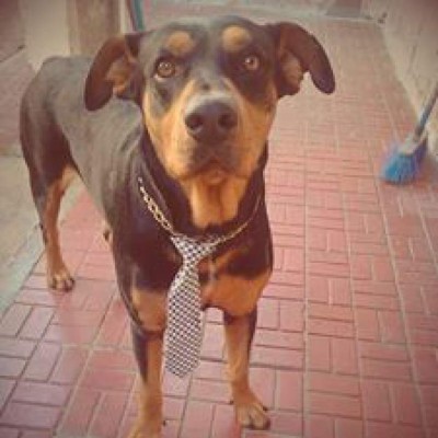 Los caninos de nuestros lectores