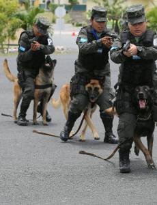 El Batallón Canino de las Fuerzas Armadas tiene 11 años de operación en Honduras.