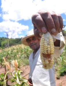 El campesino César Montoya todavía tiene fe en Dios que sacará la mínima parte de la cosecha.