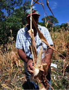 Los agricultores del Corredor Seco perdieron sus cosechas. Algunas matas crecieron y produjeron elotes, pero estos no lograron desarrollarse.